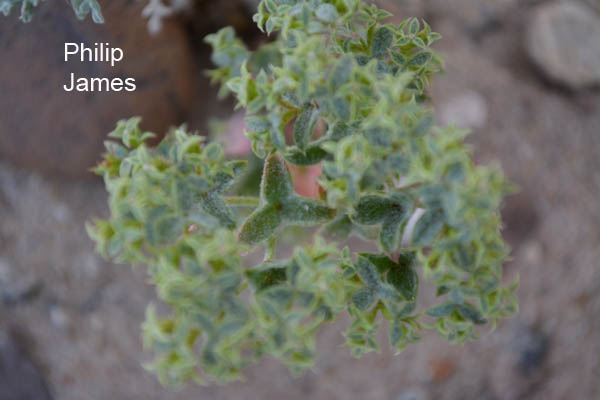  Chorizanthe corrugata