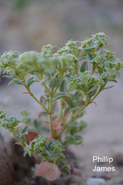  Chorizanthe corrugata