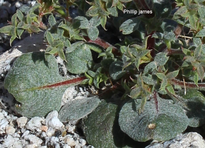  Chorizanthe corrugata