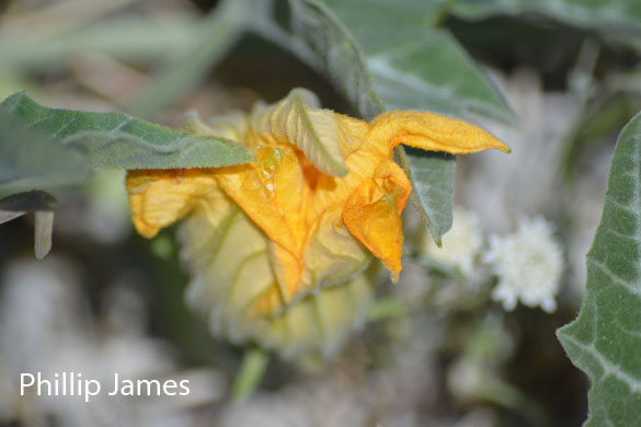  Cucurbita digitata