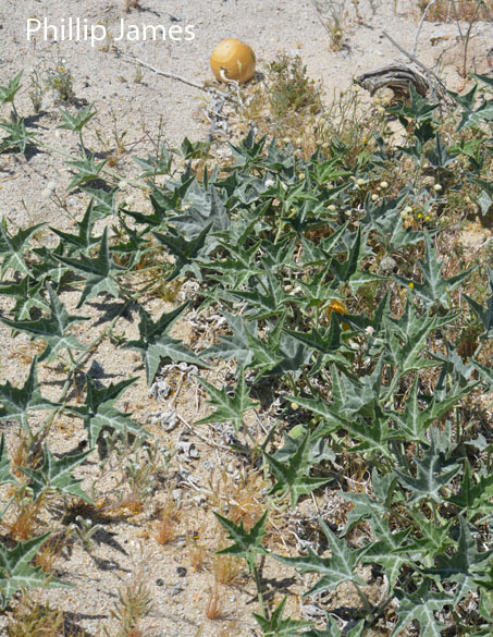  Cucurbita digitata