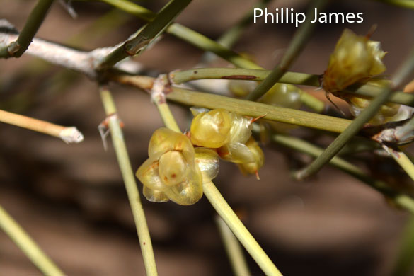  Ephedra trifurca