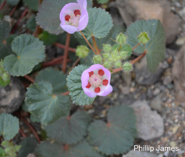  Eremalche rotundifolium