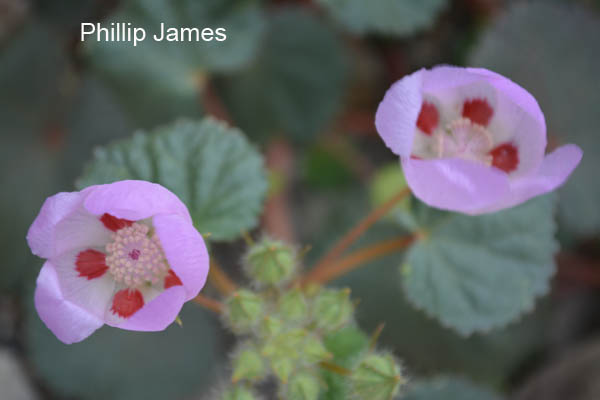  Eremalche rotundifolium