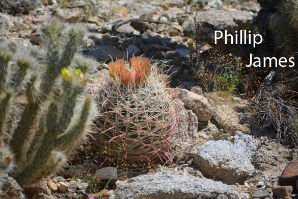  Ferocactus cylindraceus