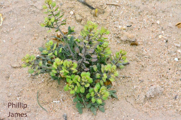  Lepidium lasiocarpum ssp.lasiocarpum