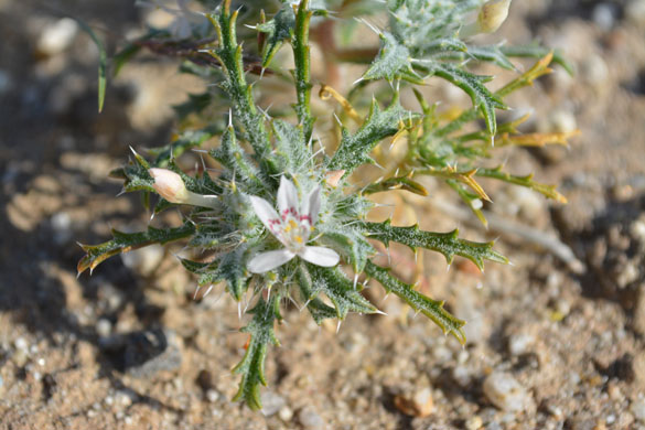  Loeseliastrum schottii