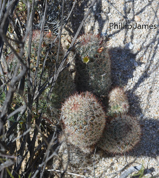  Mammillaria dioica K.Brandegee