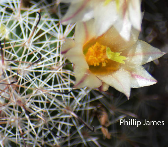  Mammillaria dioica K.Brandegee