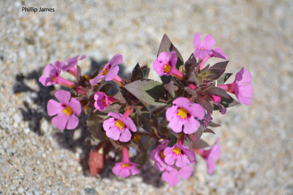  Mimulus bigelovii