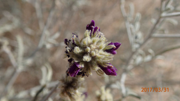  Psorothamnus emoryi var. emoryi