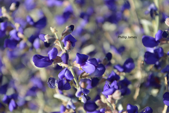  Psorothamnus schottii