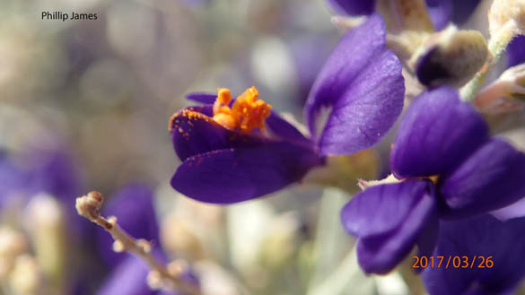  Psorothamnus schottii