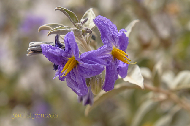  Solanum hindsianum