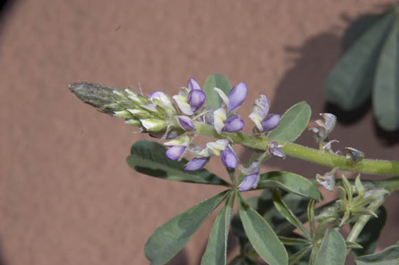  Lupinus arizonicus