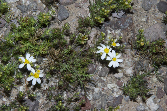  Thymophylla concinna