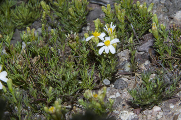  Thymophylla concinna