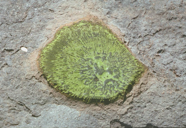 White Tank and algae in the water