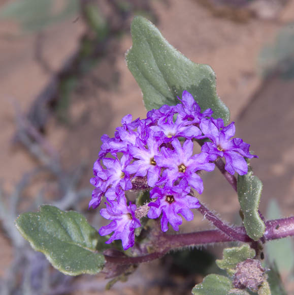  Abronia villosa