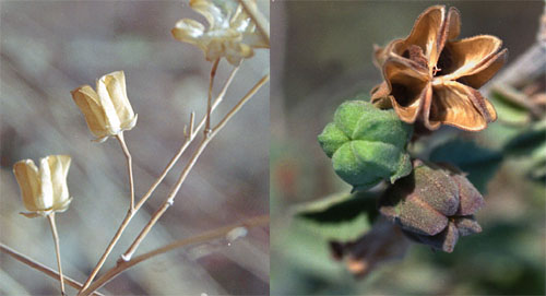  Abutilon incanum