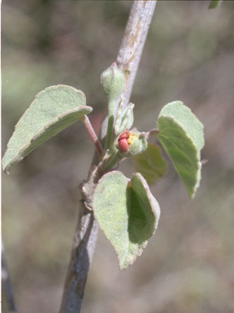  Abutilon incanum