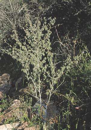  Abutilon incanum