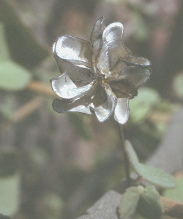  Abutilon palmeri