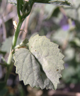  Abutilon palmeri