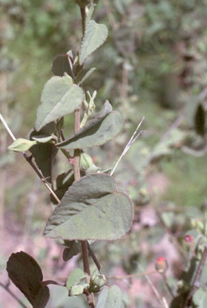  Abutilon palmeri