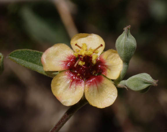  Abutilon incanum