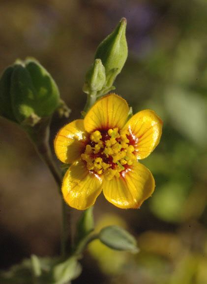  Abutilon incanum