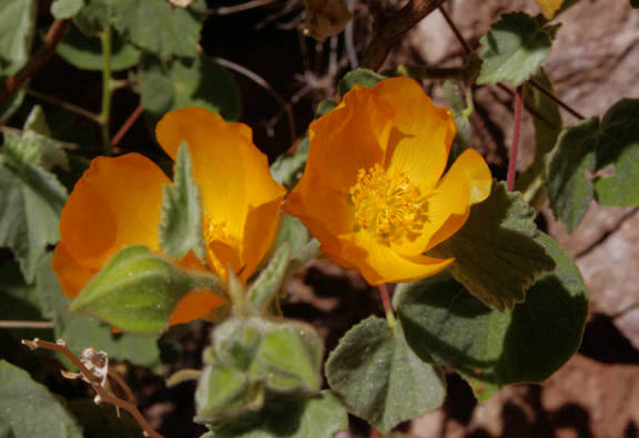  Abutilon palmeri