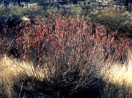  Acaciella angustissima