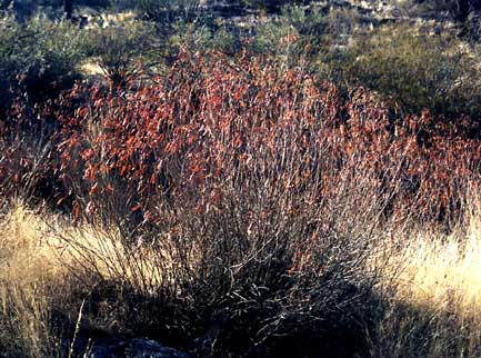  Acaciella angustissima