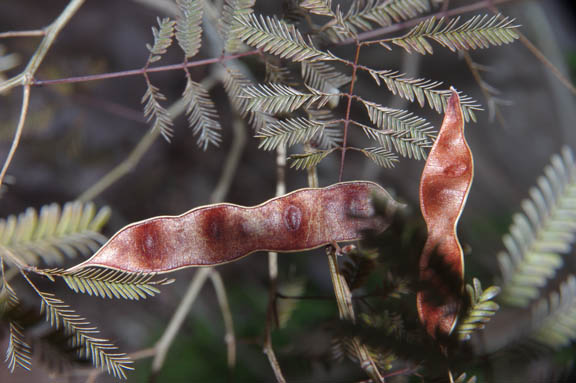  Acaciella angustissima