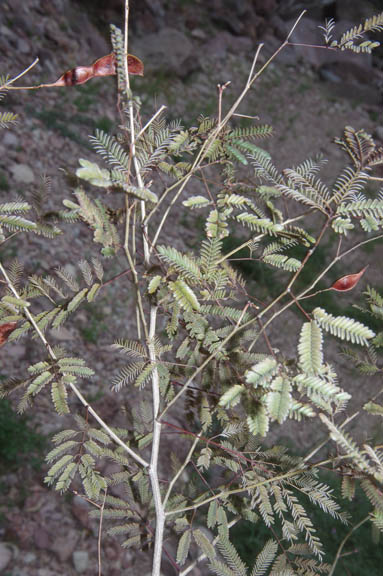  Acaciella angustissima