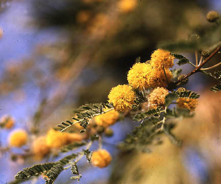  Vachellia constricta (Bentham) Seigler & Ebinger