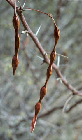  Vachellia constricta (Bentham) Seigler & Ebinger