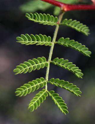  Vachellia constricta (Bentham) Seigler & Ebinger