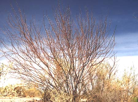  Vachellia constricta (Bentham) Seigler & Ebinger