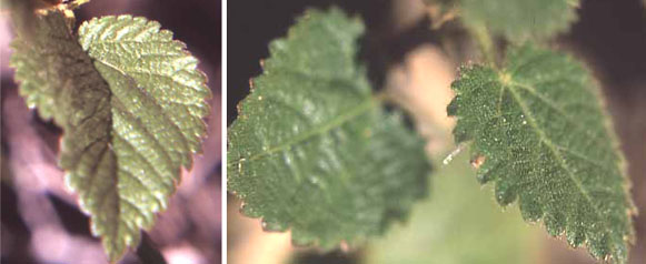  Acalypha californica 