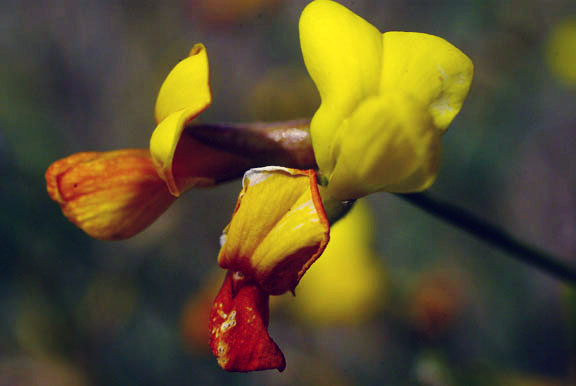  Acmispon rigidus (Bentham) Brouillet