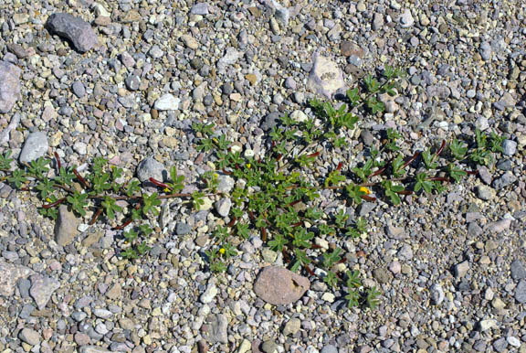  Acmispon strigosus (Nuttall) Brouillet