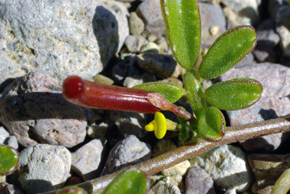  Acmispon strigosus (Nuttall) Brouillet