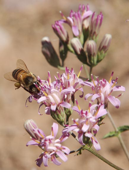  Acourtia wrightii