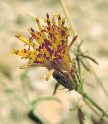  Adenophyllum porophylloides