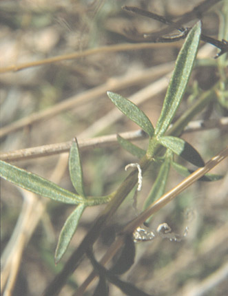  Adenophyllum porophylloides