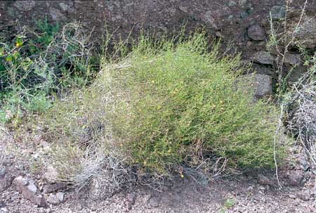  Adenophyllum porophylloides