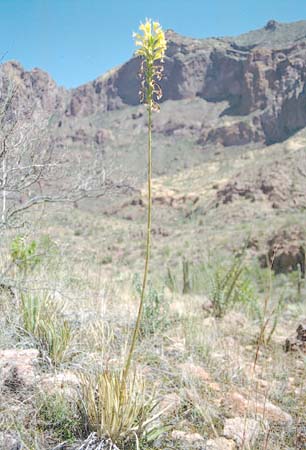  Agave schottii