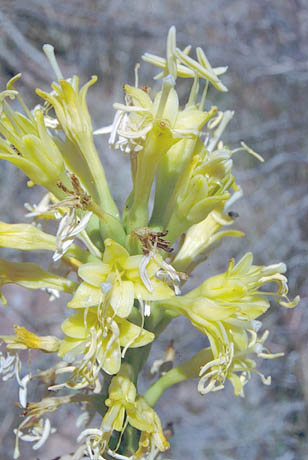  Agave schottii